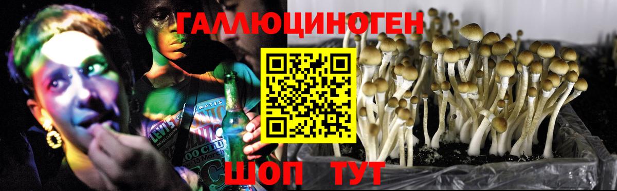 Псилоцибиновые грибы ЛСД  где купить   Вход с VPN  Петропавловск-Камчатский  Галлюциногенные грибы GOLDEN TEACHER 